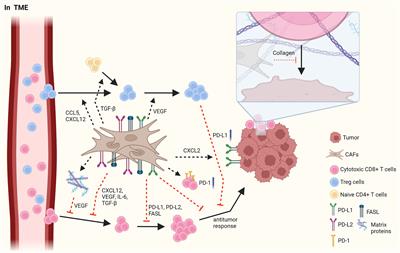 Crosstalk between fibroblasts and T cells in immune networks